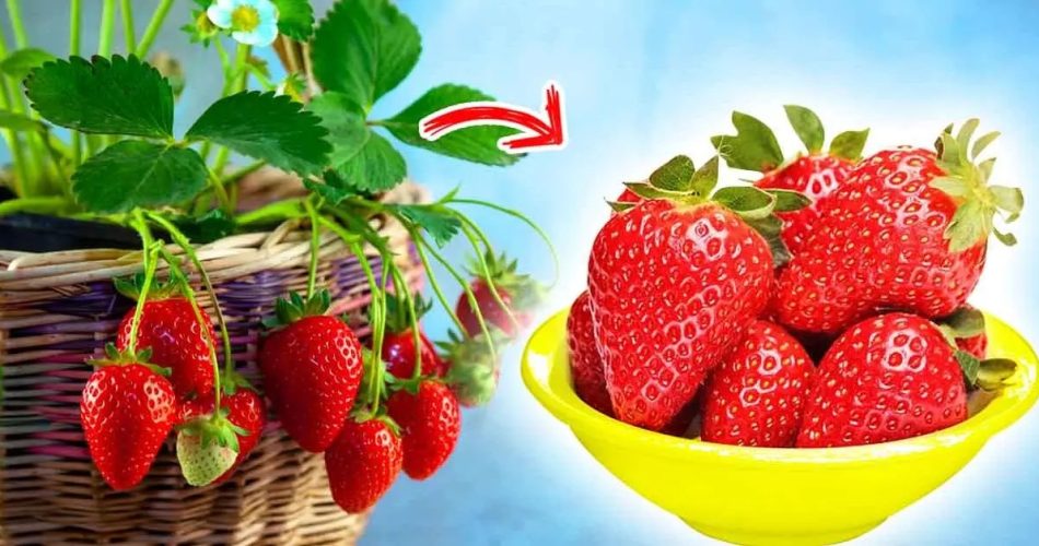 Cómo cultivar fresas en casa todo el año Abuela En La Cocina