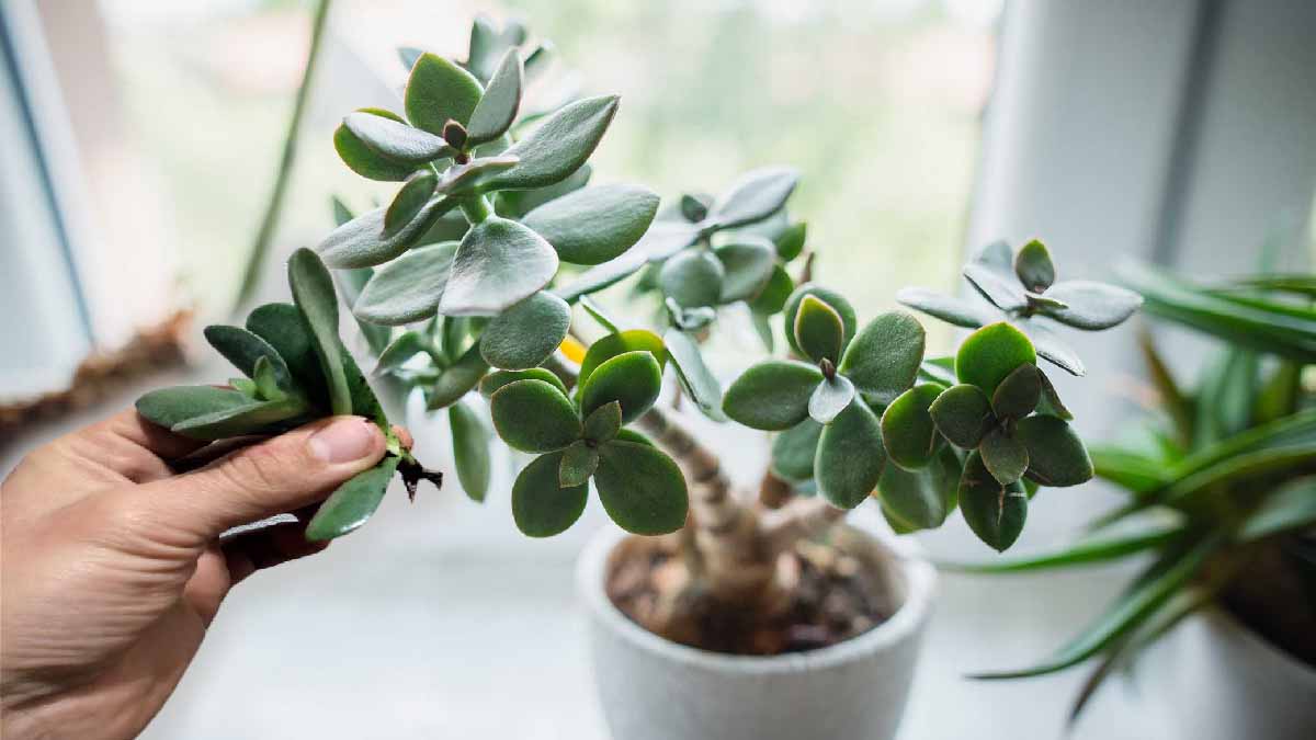 Nuestros Trucos Y Consejos Para Hacer Florecer Un Rbol De Jade En Un