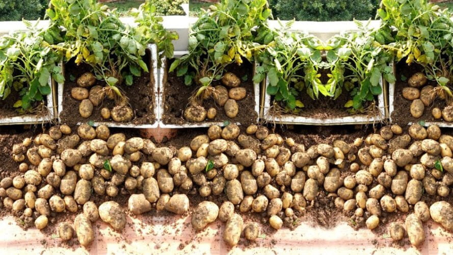 Cultivar patatas en casa en contenedores Guía paso a paso Abuela En