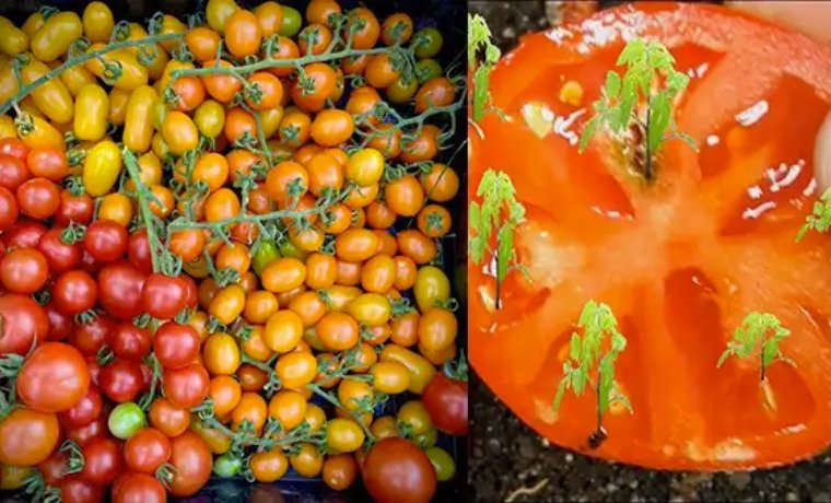 Una Gu A Integral Para Cultivar Tomates Desde Semillas Abuela En La