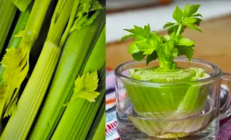 C Mo Cultivar Apio En Casa Solo Necesitas Un Manojo Abuela En La Cocina