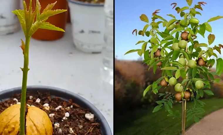 C Mo Cultivar Un Nogal A Partir De Semilla M Todo Sencillo Abuela En