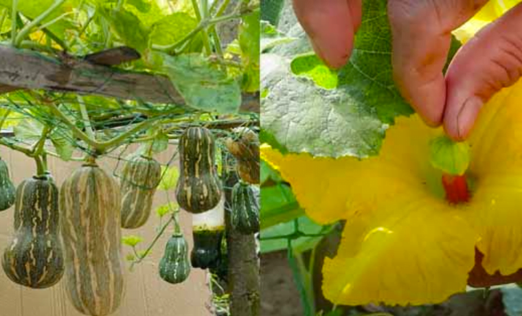 Cultivar Calabazas En Casa En Contenedores Una Gu A Paso A Paso