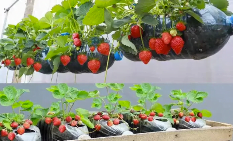 C Mo Cultivar Un Suministro Inagotable De Fresas Abuela En La Cocina