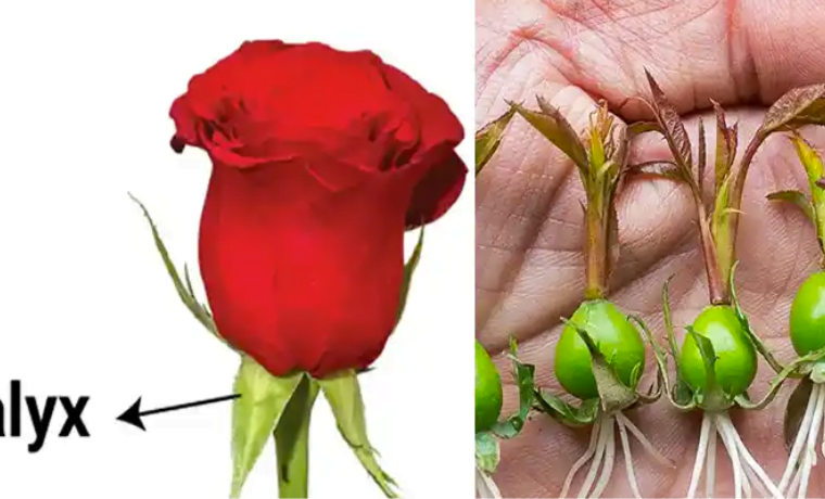 C Mo Cultivar Rosas A Partir Del C Liz De La Rosa Abuela En La Cocina