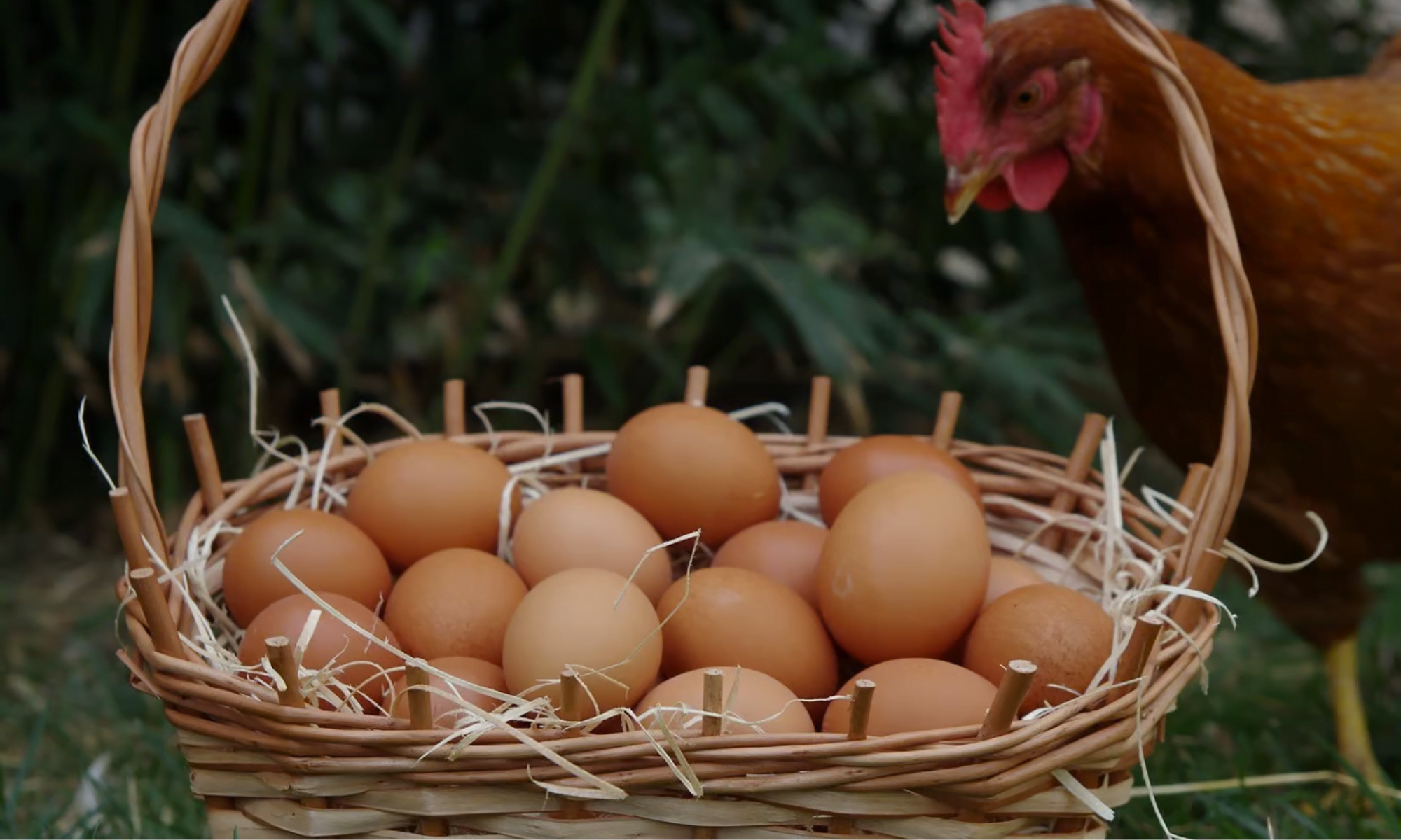 Alimentas A Tus Gallinas Alim Ntalas Con Esto Y Pondr N Muchos M S