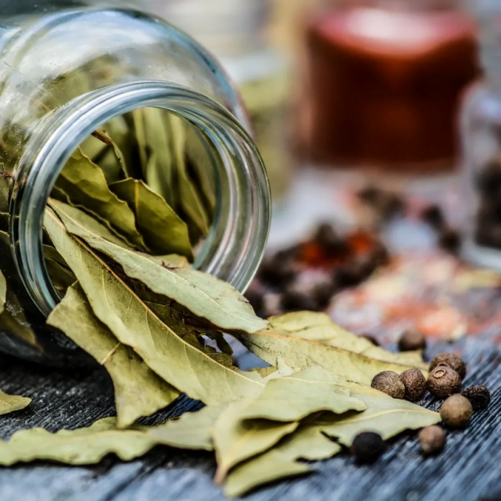 Descubre El Secreto De La Abuela Para Mantener Una Hoja De Laurel En