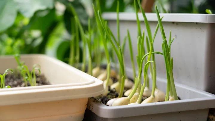 C Mo Cultivar Ajo En Agua Para Un Suministro Interminable Somos Recetas