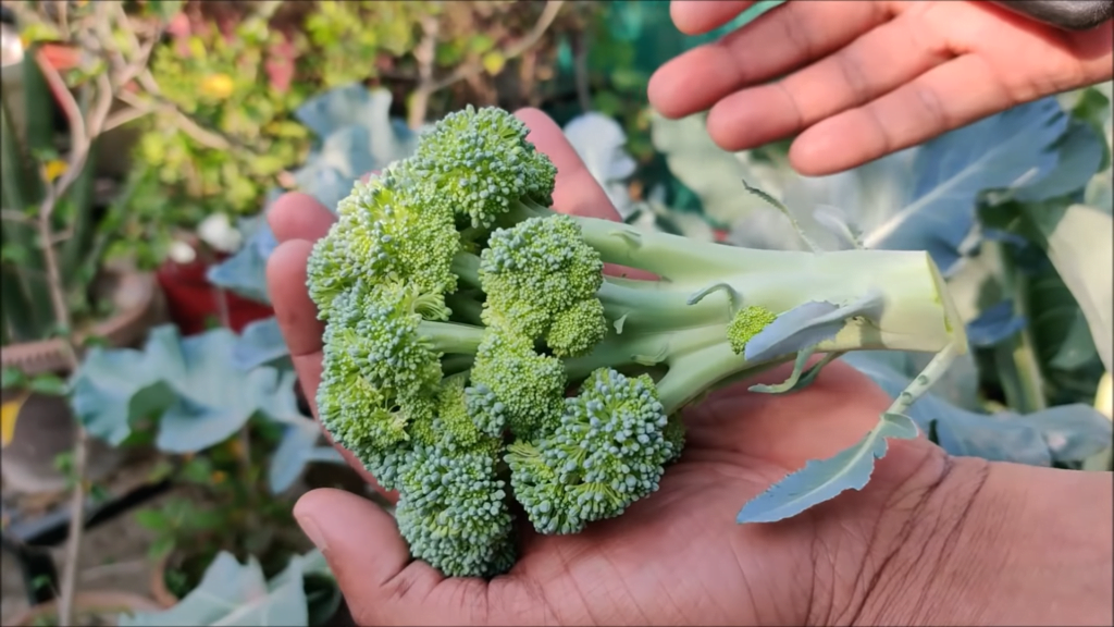 Cómo cultivar brócoli en casa en contenedores Abuela En La Cocina