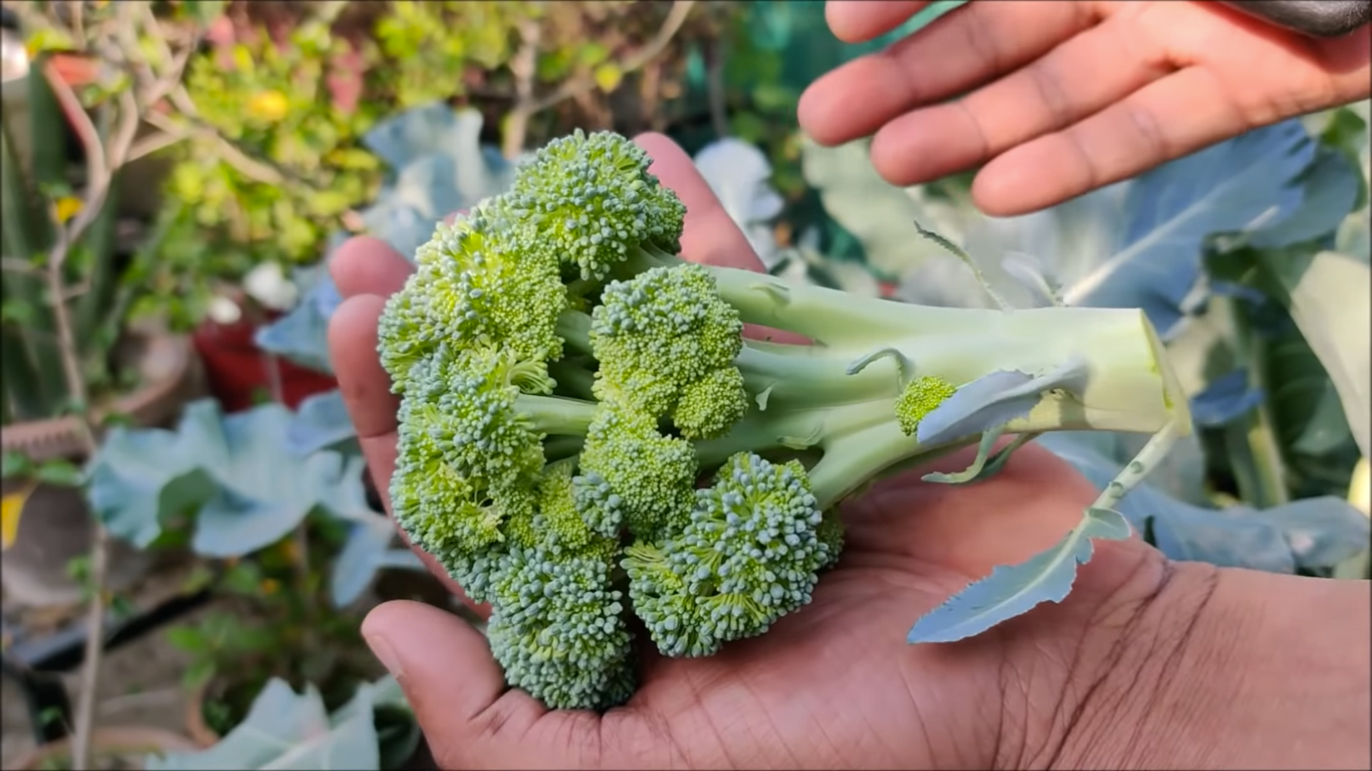 Cómo cultivar brócoli en casa en contenedores Abuela En La Cocina