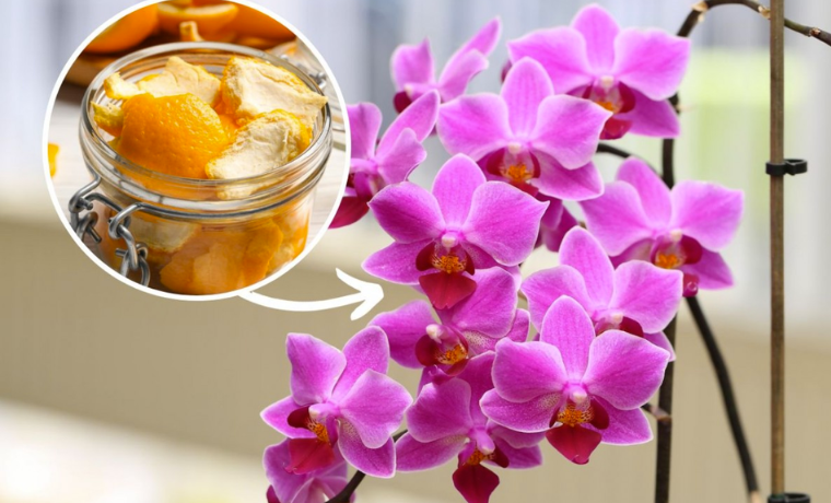 Receta de fertilizante para orquídeas a base de cáscara de naranja