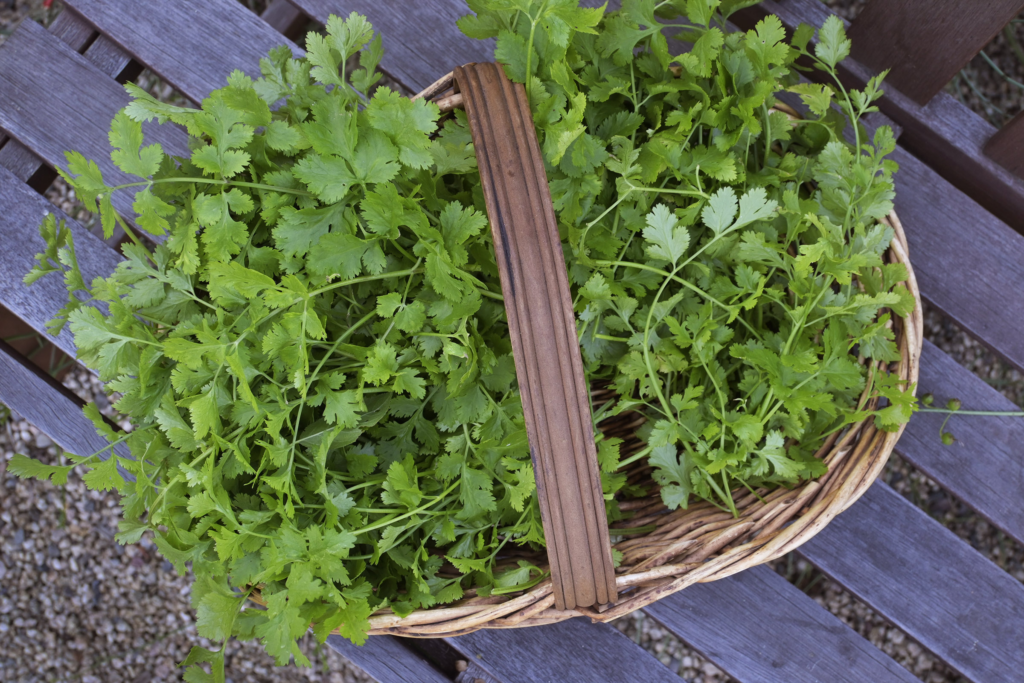 Disfruta De Cultivar Tu Propio Cilantro En Casa Con Esta Sencilla