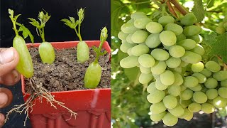 Cultivar Uvas En Casa M S F Cil De Lo Que Parece Abuela En La Cocina