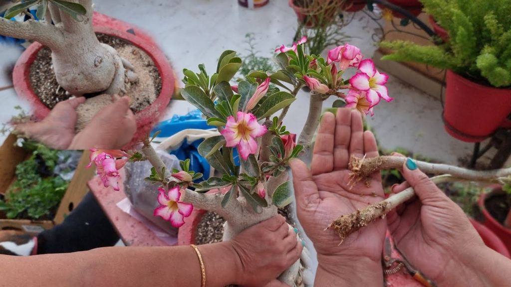 Descubre Los Secretos Para Cultivar Y Cuidar La Fascinante Rosa Del