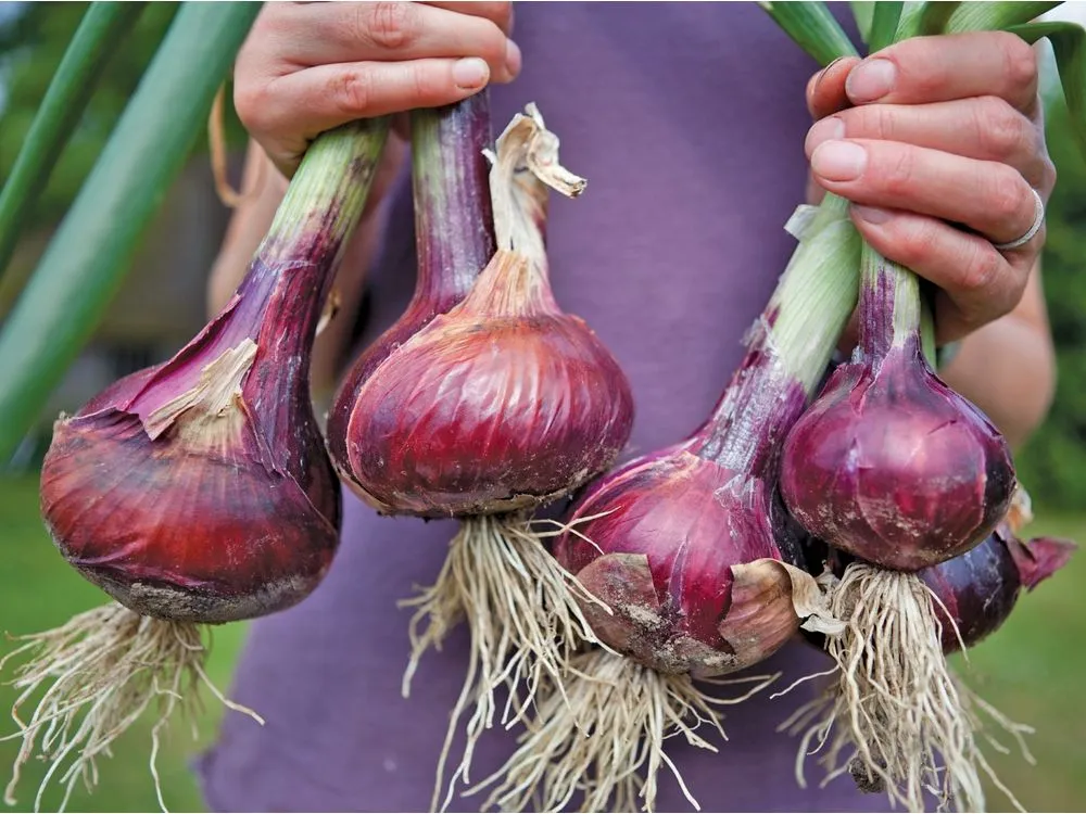 Explora El Fascinante M Todo De Cultivar Cebollas Sin Tierra En Una