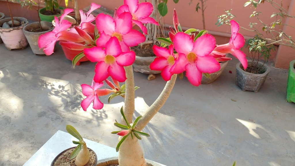 C Mo Cuidar La Rosa Del Desierto Para Que Florezca Todo El A O Abuela