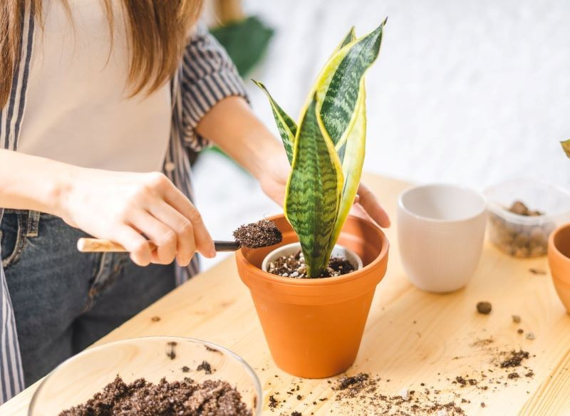 Cu Ndo Trasplantar Una Sansevieria Se Ales De Que Es Hora De Una