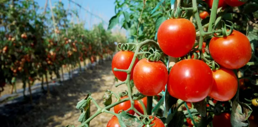 Consejos Para Cultivar Tomates Con Xito Abuela En La Cocina