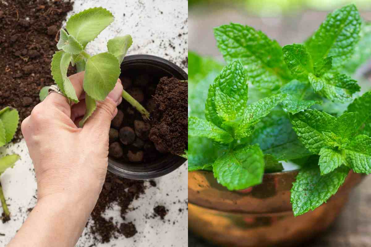 Cómo plantar menta en una taza para decorar y perfumar toda la casa