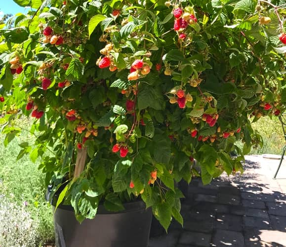 C Mo Cultivar Frambuesas En Macetas De Manera Org Nica Abuela En La