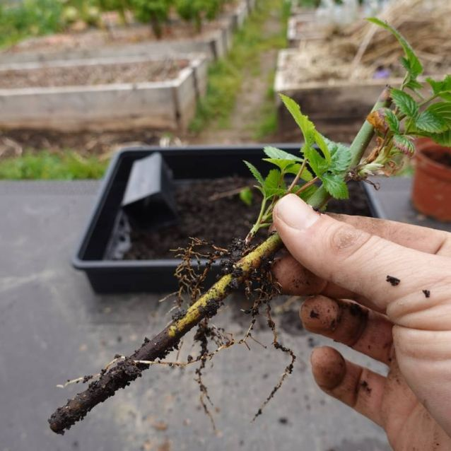 Descubre El Secreto Para Cultivar Tus Propios Rboles Frutales A Partir