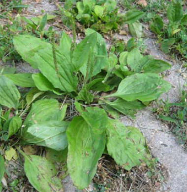 El Poder Oculto De Plantago Major La Maravilla Sin Pretensiones De La