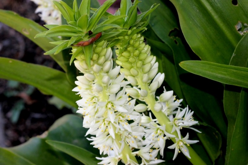 Eucomis The Pineapple Lily A Flower For Pots And Borders Cultivation