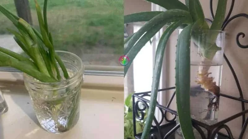 C Mo Plantar Aloe Vera A Partir De Esquejes De Hoja Abuela En La Cocina