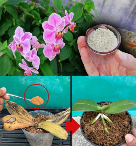 10 Consejos Sencillos Y Prácticos Para Que Las Orquídeas Florezcan En ...