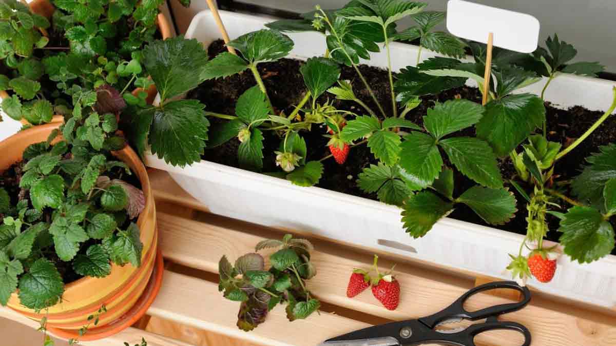 Cómo cultivar fresas en maceta Abuela En La Cocina