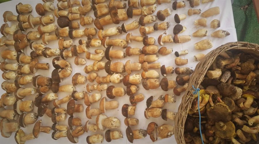 This image has an empty alt attribute; its file name is image-13.jpg