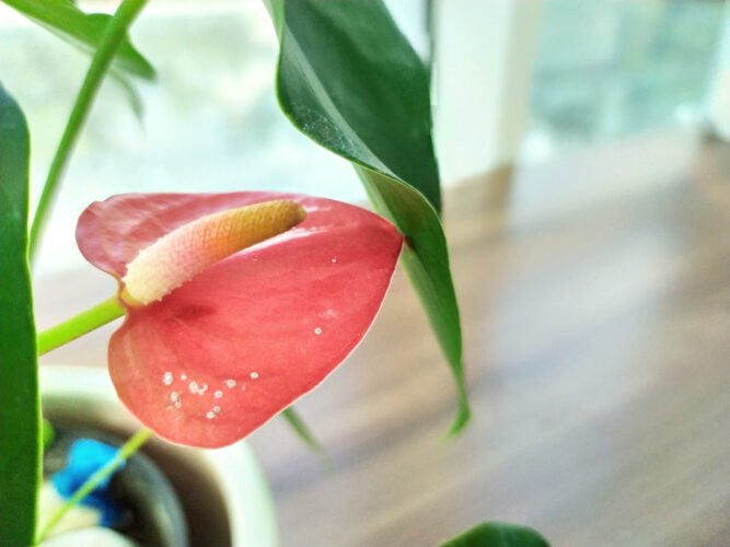 This image has an empty alt attribute; its file name is image-55.jpg