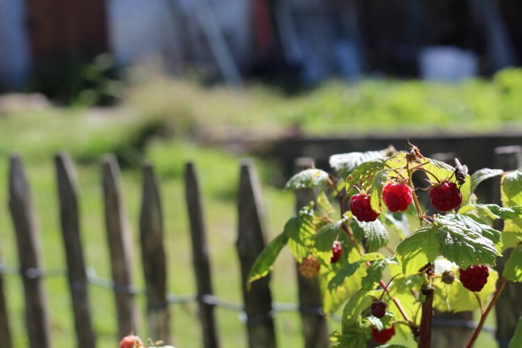 This image has an empty alt attribute; its file name is image-39.jpg