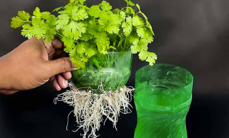 Consejos Sobre C Mo Cultivar Cilantro Abuela En La Cocina