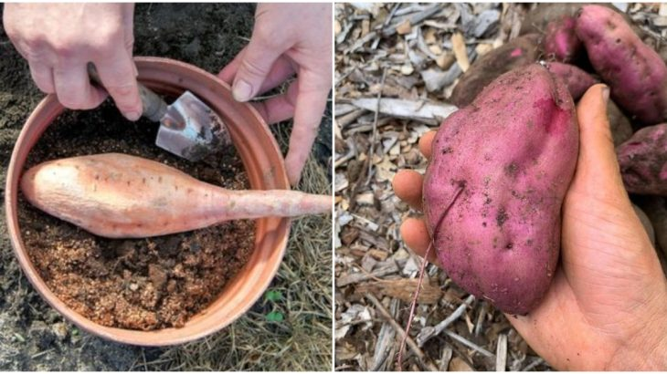 El Cultivo De Batatas En Macetas Es Una Gran Solución Para Aquellos Que No Tienen Jardín Un 3026