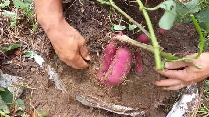 Una Guía Completa Para Cultivar Batata Dulce En Bolsas De Tierra Abuela En La Cocina 3966