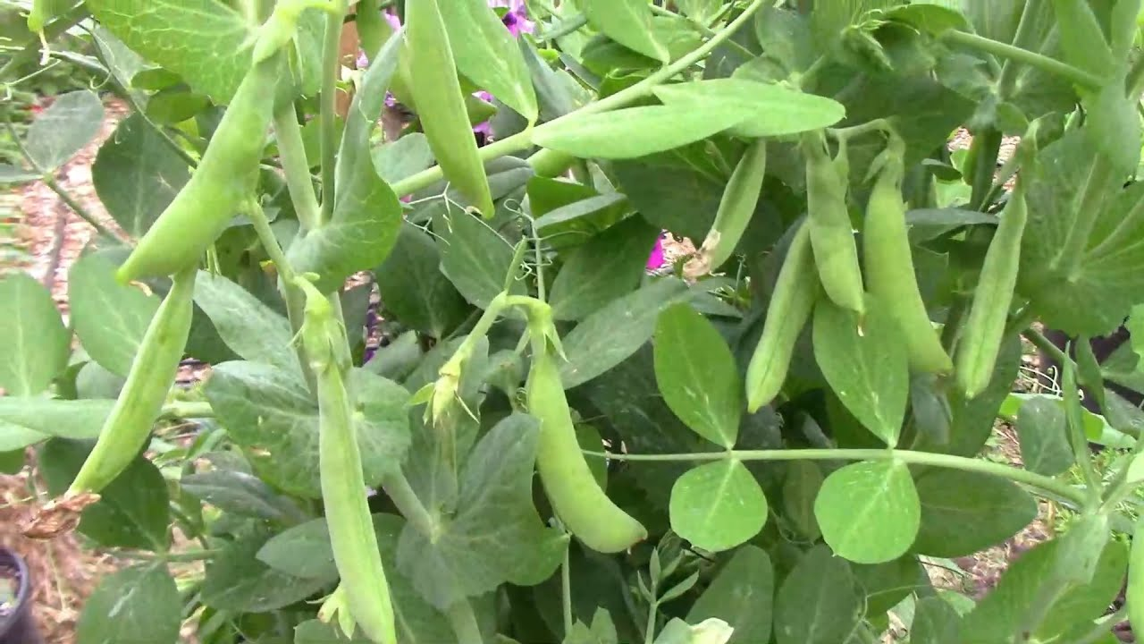 growing Green Peas: Container Farming from Seed to Harvest - Abuela En ...