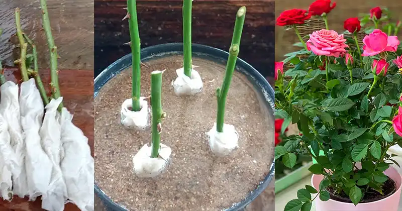 How To Propagate Roses From Cuttings Using Toilet Paper - Abuela En La 