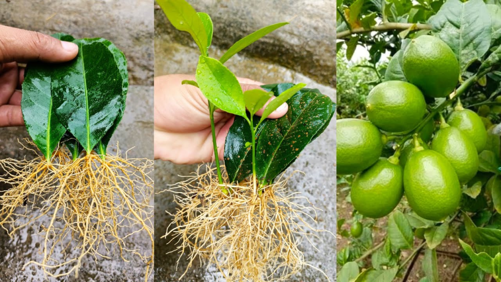 How to Grow Lemon and other Citrus from Leaves - Abuela En La Cocina