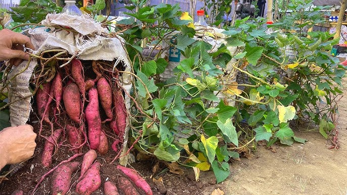 Cómo Cultivar Batatas En Bolsas De Tierra Abuela En La Cocina 5976